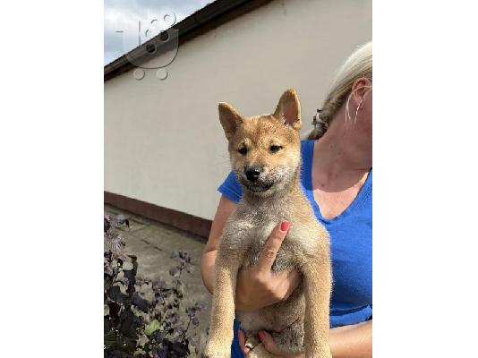 Κουτάβια Shiba inu